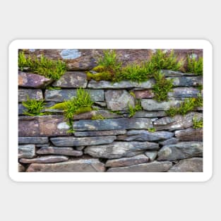 Moss and Ferns On A Slate Wall Sticker